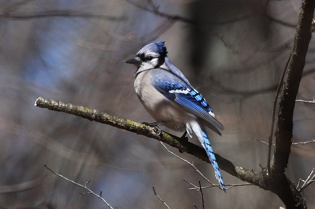 Jay, Blue, 2018-04220321 Broad Meadow Brook, MA.JPG - Blue Jay. Broad Meadow Brook WIldlife Sanctuary, MA, 4-22-2018